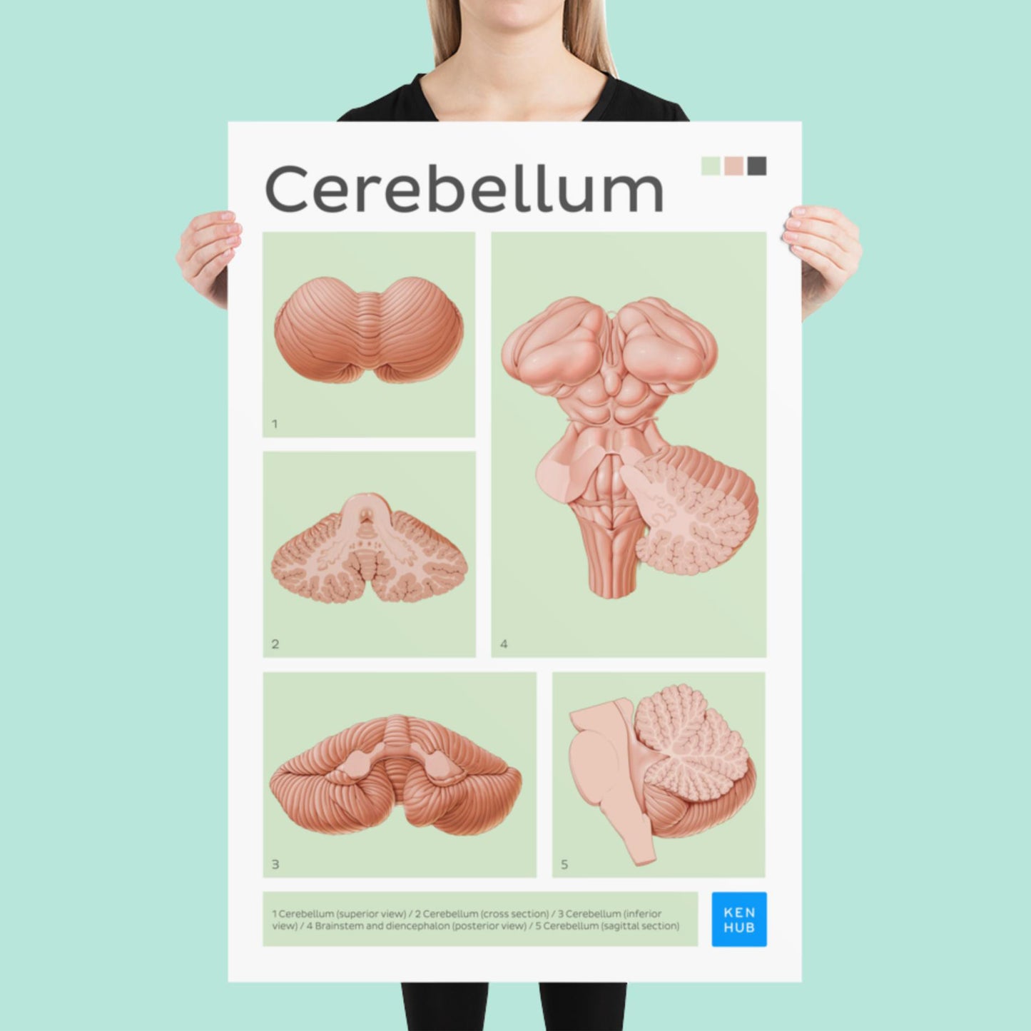 Cerebellum Poster