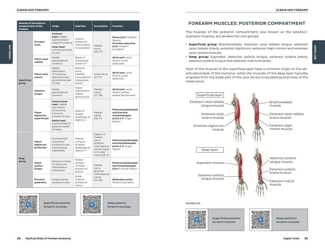 Kenhub Atlas of Human Anatomy - eBook – Kenhub Merch