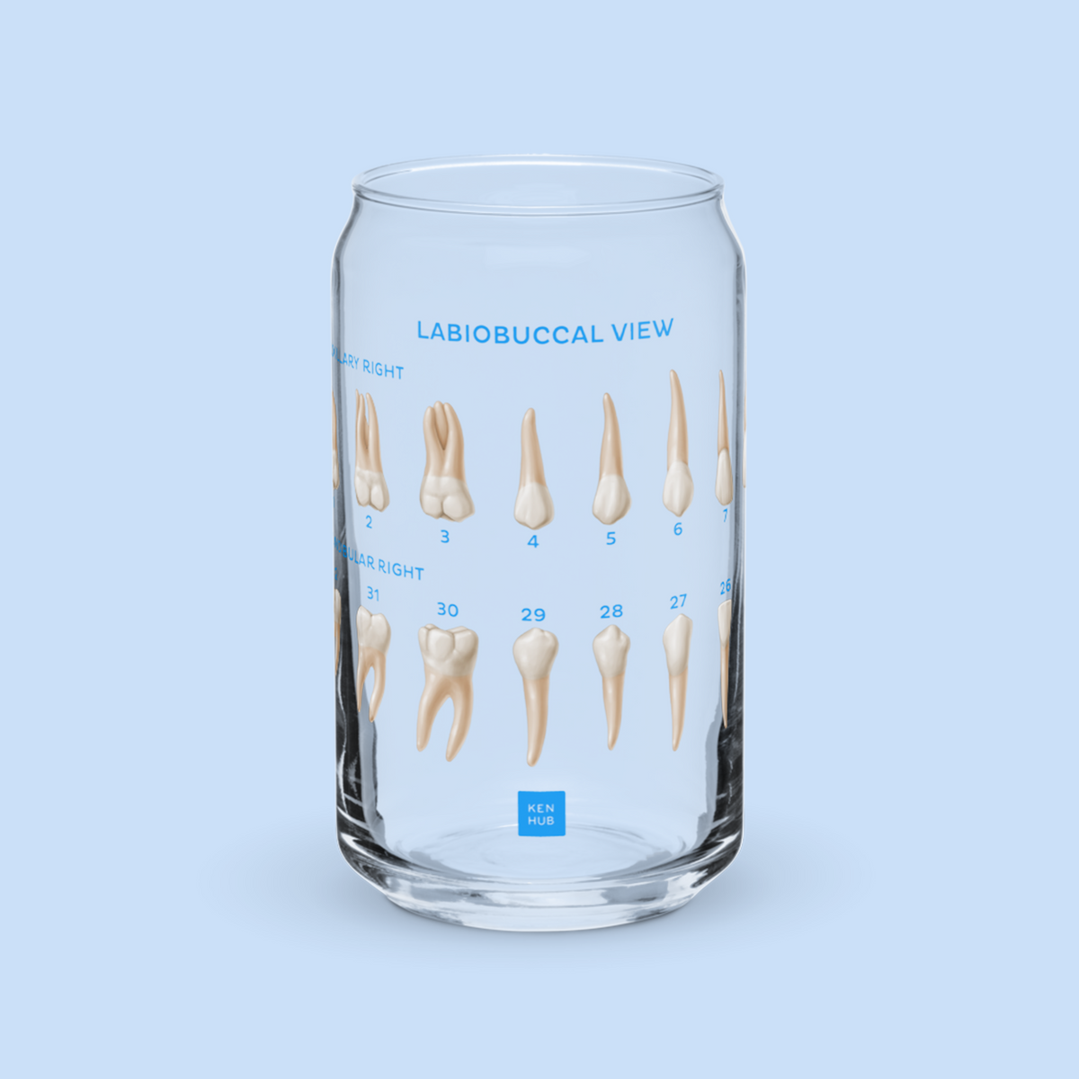 Teeth In Glass Teeth Anatomy - Can-shaped glass – Kenhub Merch