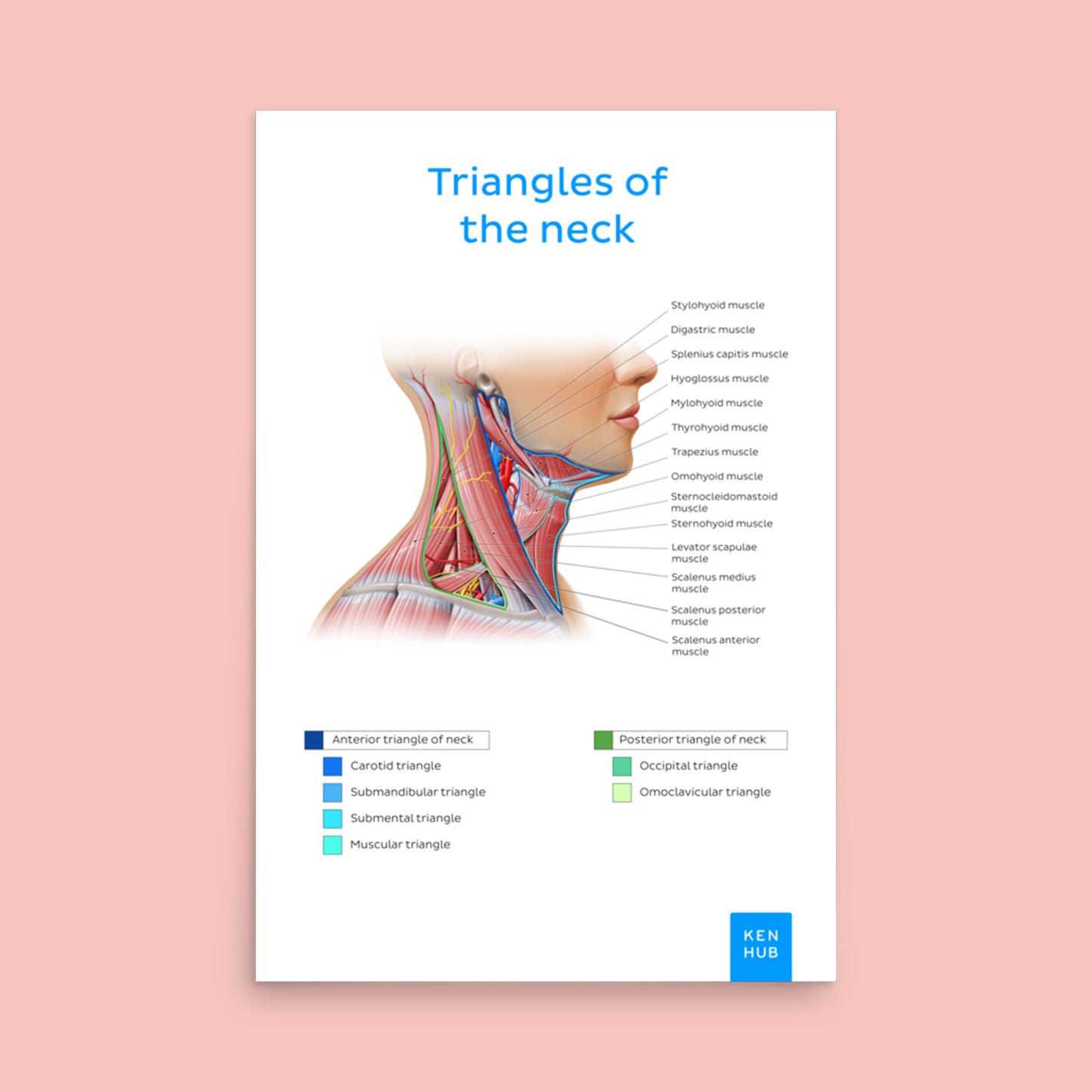 Triangles of the Neck - Poster