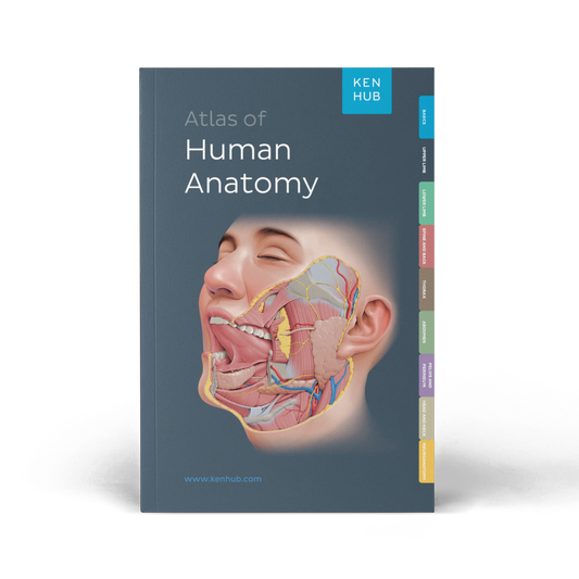 Kenhub Atlas of Human Anatomy - eBook