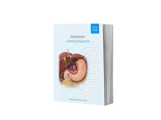 Abdomen: Labeling Diagrams