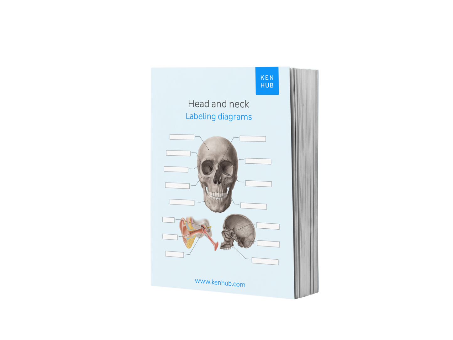 Head and Neck: Labeling Diagrams