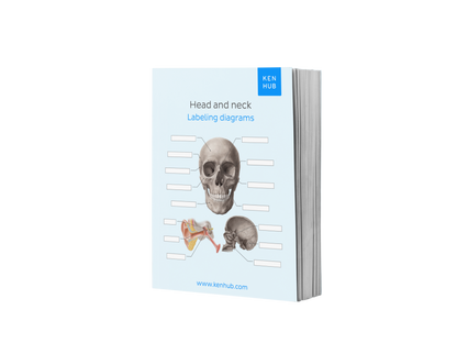Head and Neck: Labeling Diagrams