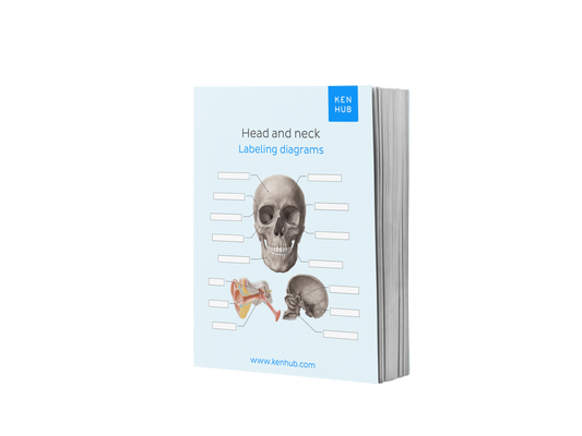 Head and Neck: Labeling Diagrams