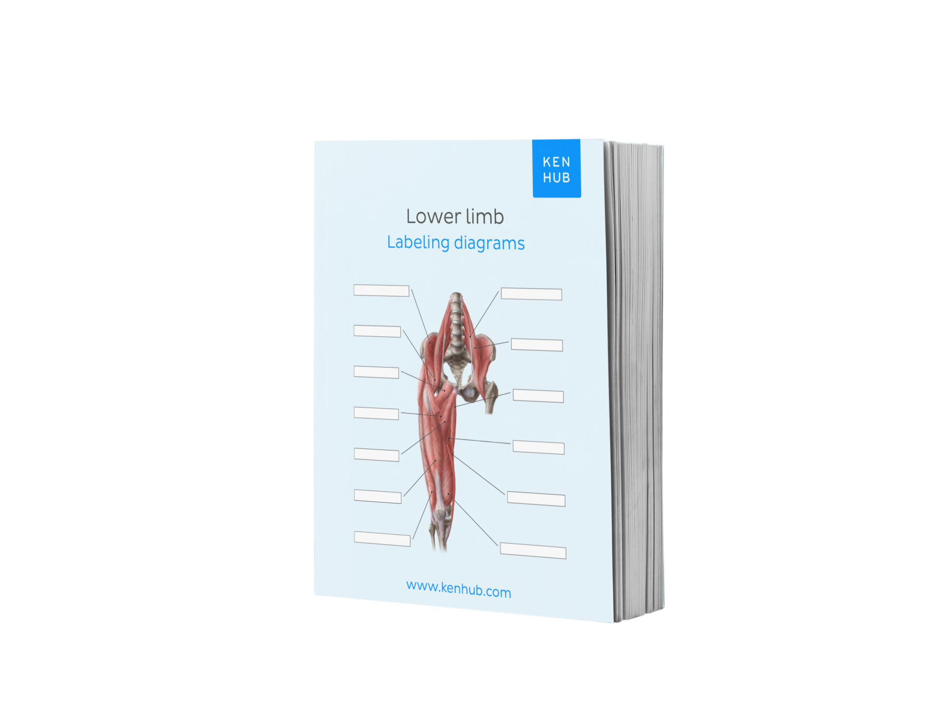 Limbs Reference Lower Limb: Labeling Diagrams – Kenhub Merch