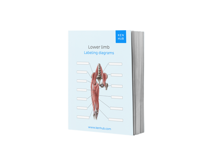 Lower Limb: Labeling Diagrams