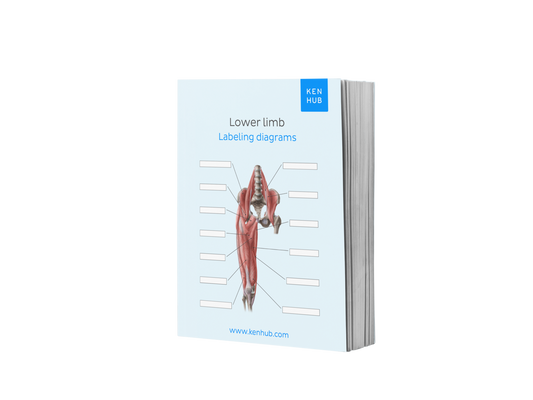 Lower Limb: Labeling Diagrams