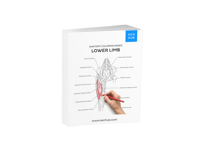 Lower Limb: Coloring Pages