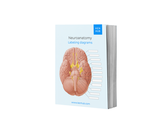 Neuroanatomy: Labeling Diagrams