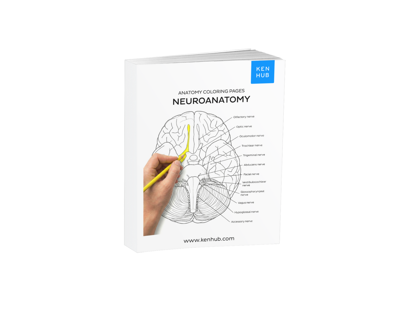 Neuroanatomy: Coloring Pages