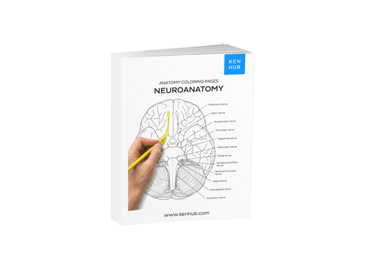 Neuroanatomy: Coloring Pages