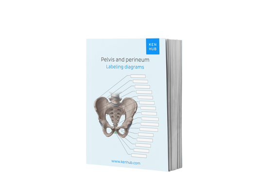 Pelvis and Perineum: Labeling Diagrams