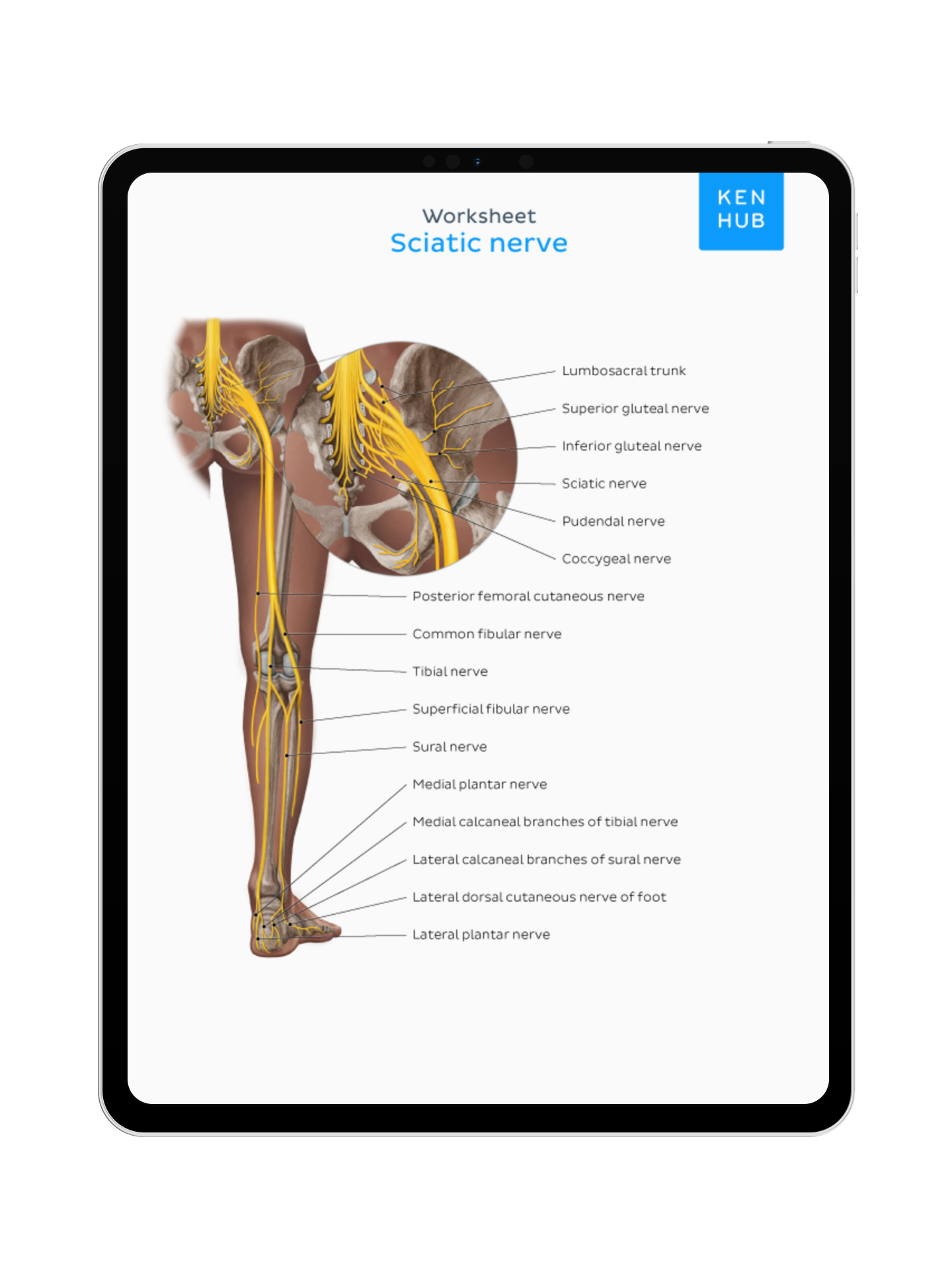 Lower Limb: Labeling Diagrams