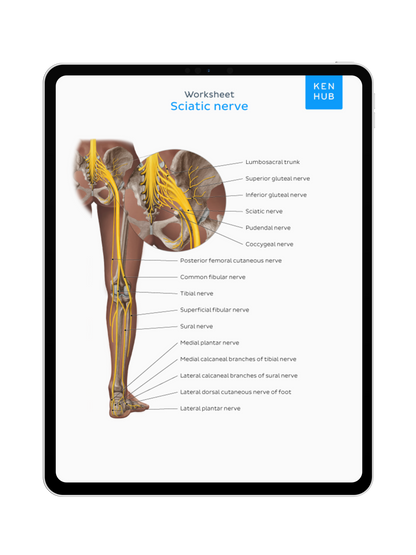 Lower Limb: Labeling Diagrams