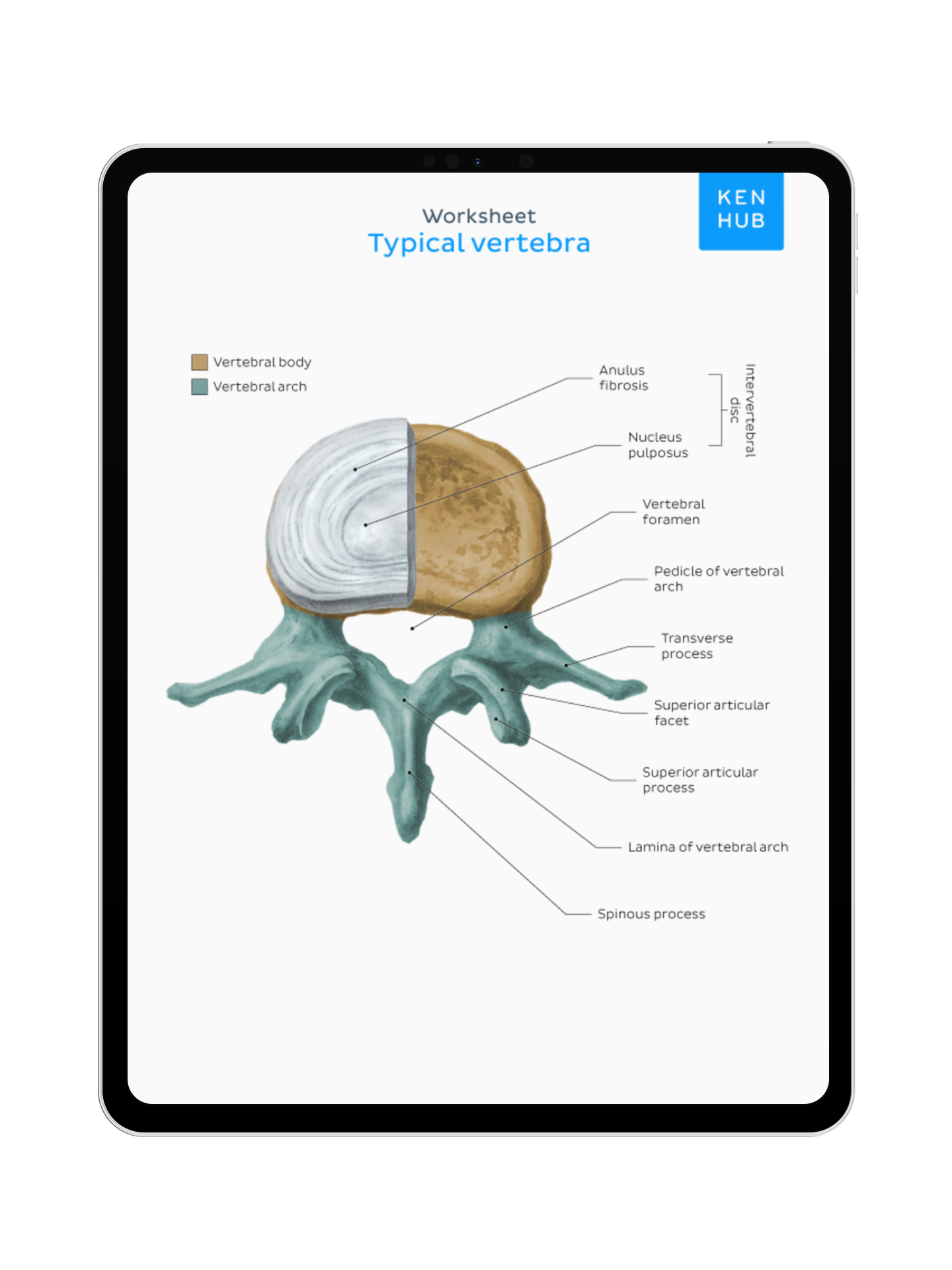 Spine and Back: Labeling Diagrams