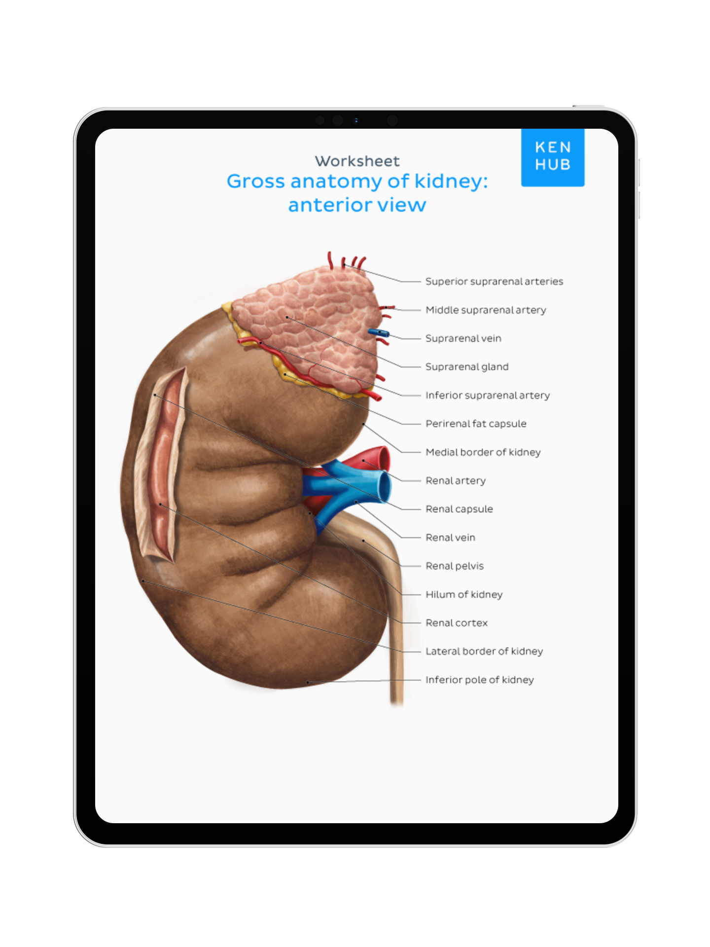 Abdomen: Labeling Diagrams