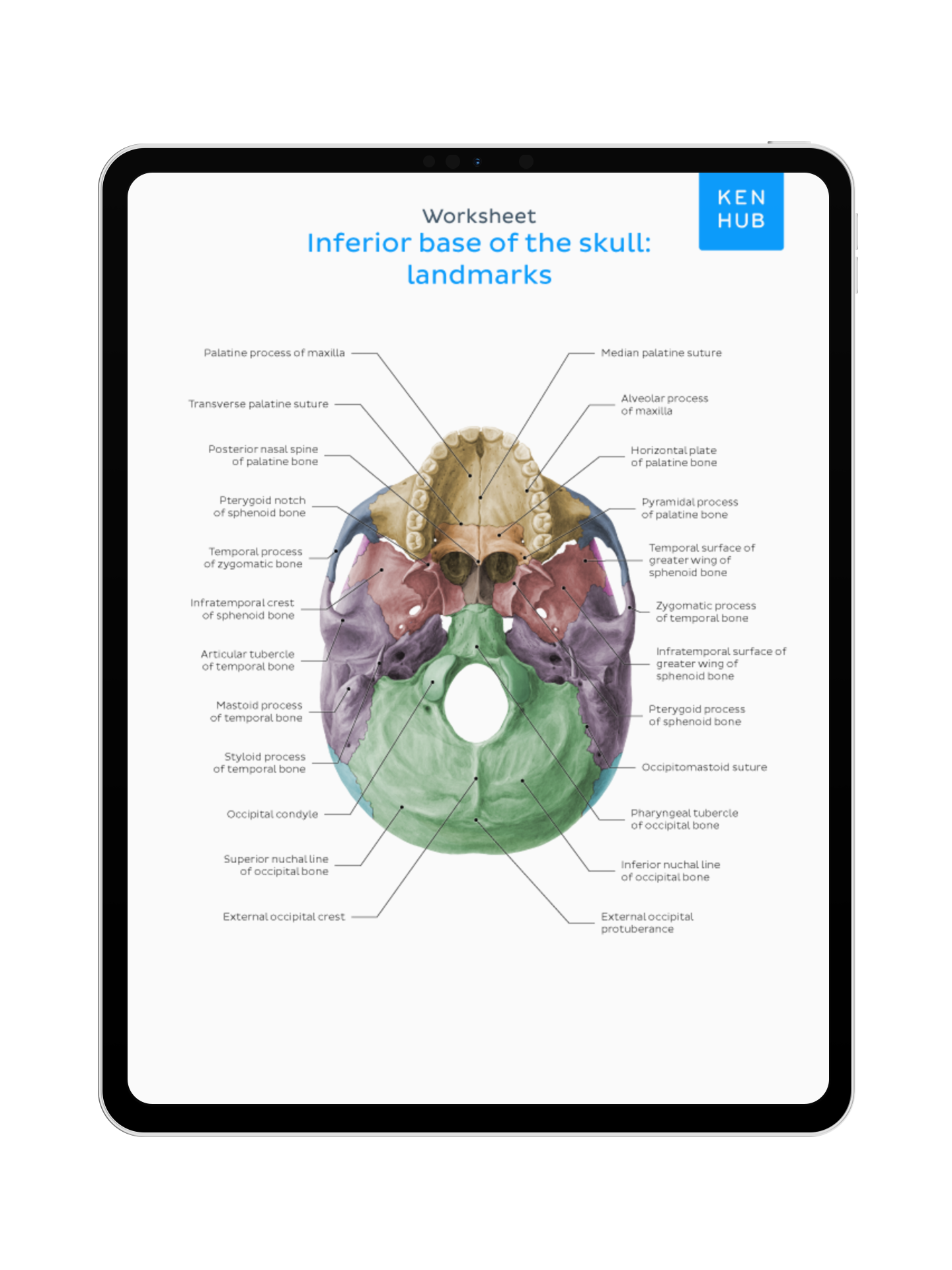 Head and Neck: Labeling Diagrams