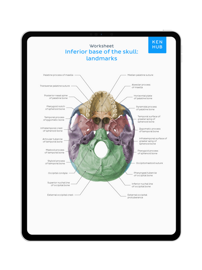 Head and Neck: Labeling Diagrams