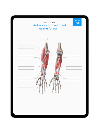 Upper Limb: Labeling Diagrams