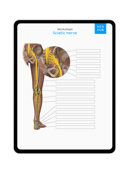Lower Limb: Labeling Diagrams