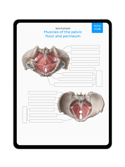 Pelvis and Perineum: Labeling Diagrams