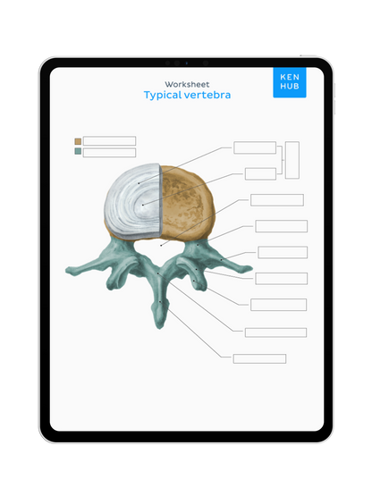 Spine and Back: Labeling Diagrams