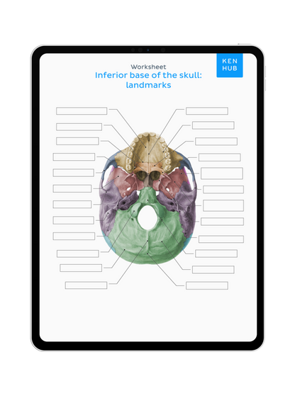 Head and Neck: Labeling Diagrams