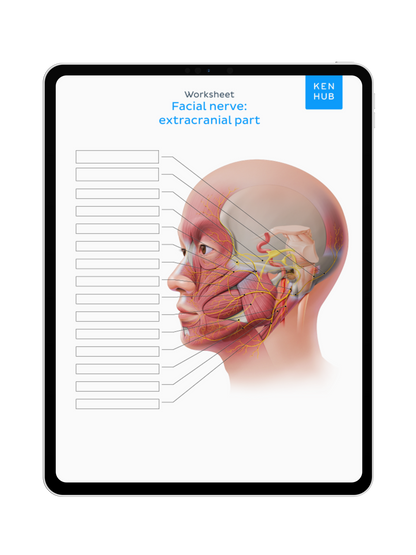 Neuroanatomy: Labeling Diagrams
