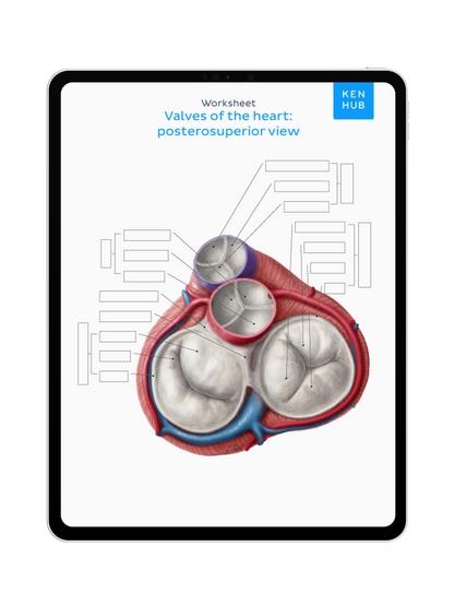 Thorax: Labeling Diagrams