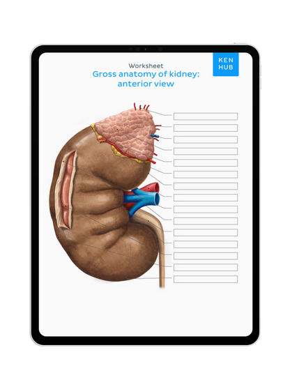 Abdomen: Labeling Diagrams