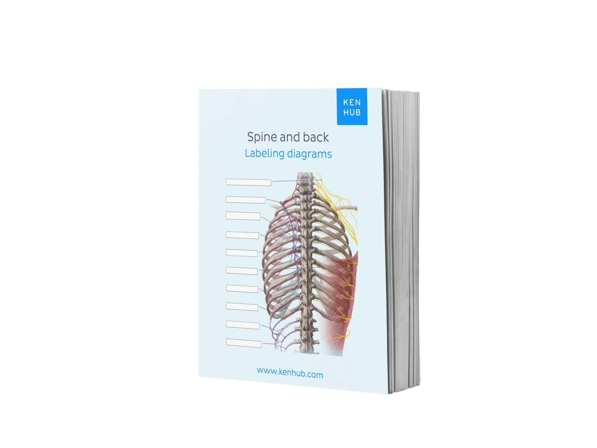 Spine Label Math Spine and Back: Labeling Diagrams – Kenhub Merch