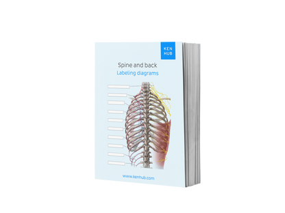 Spine and Back: Labeling Diagrams
