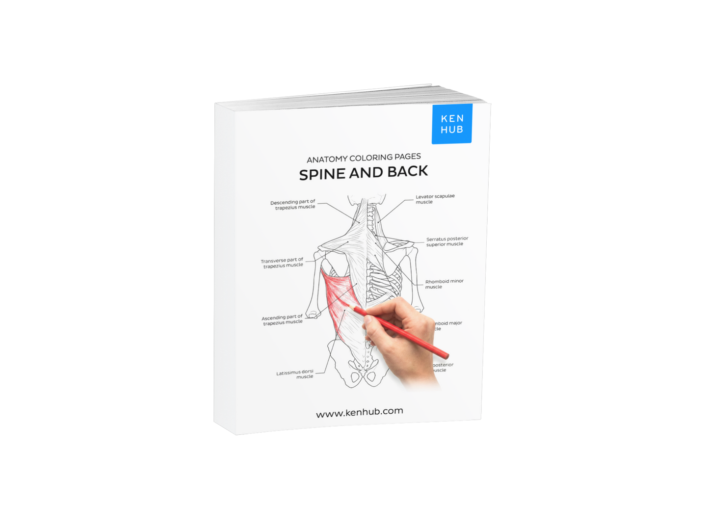 Spine & Back: Coloring Pages