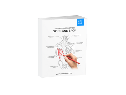 Spine & Back: Coloring Pages