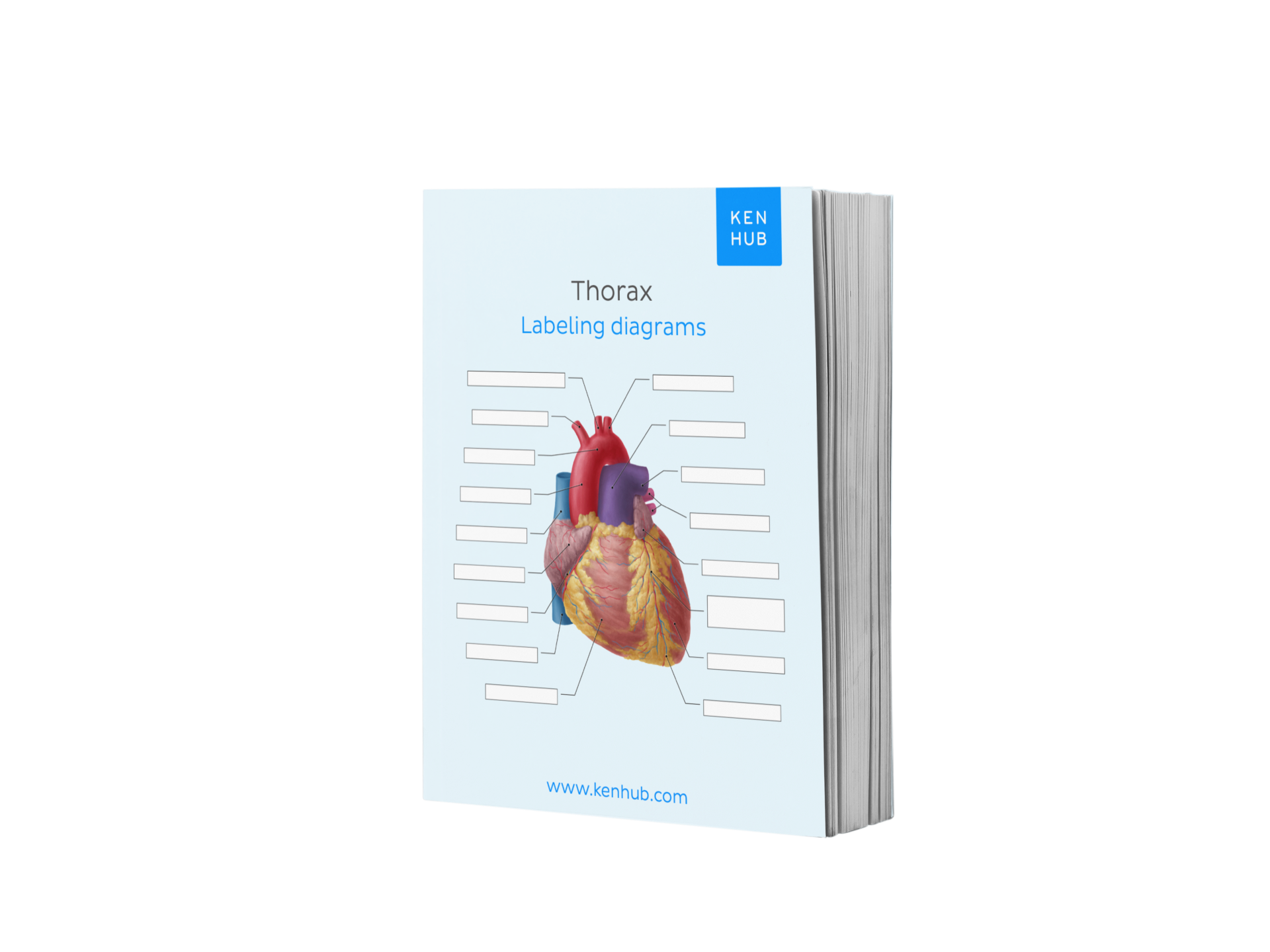 Thorax Based Label Thorax: Labeling Diagrams – Kenhub Merch