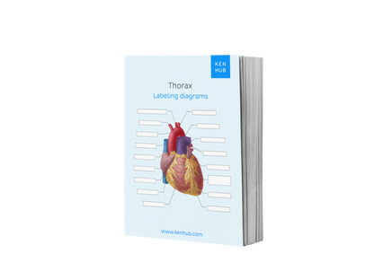 Thorax: Labeling Diagrams