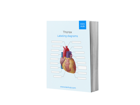 Thorax: Labeling Diagrams