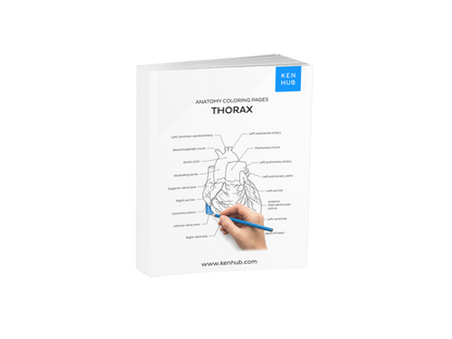 Thorax: Coloring Pages