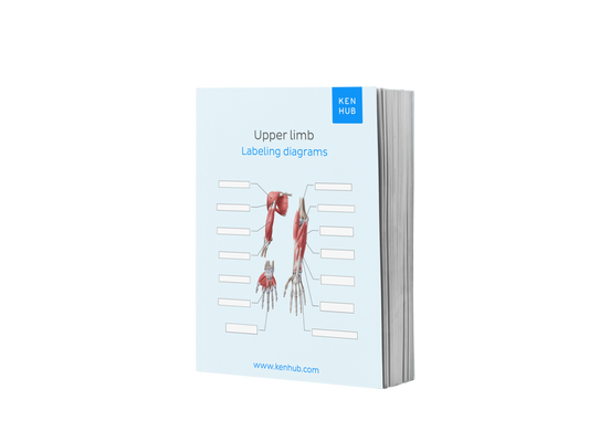 Upper Limb: Labeling Diagrams
