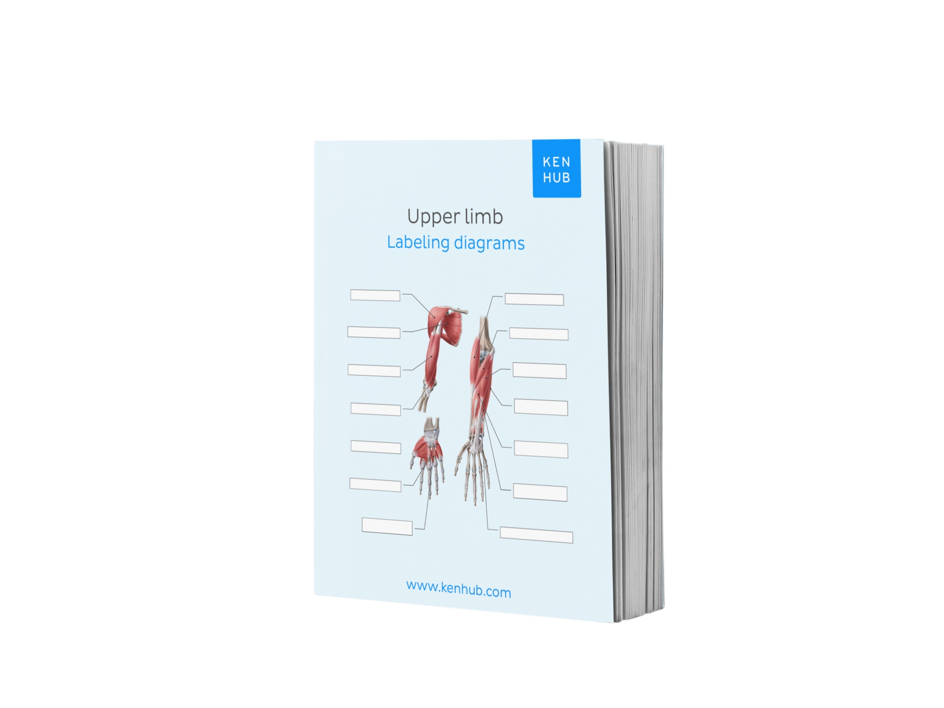 Upper Limb: Labeling Diagrams – Kenhub Merch