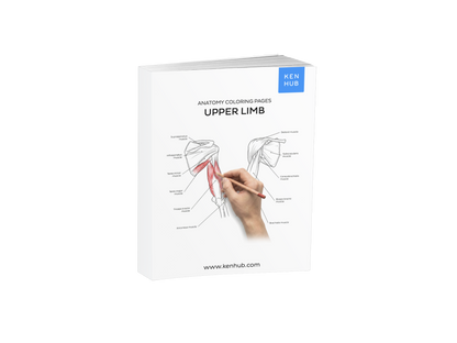 Upper Limb: Coloring Pages