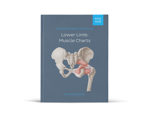 Lower Extremity: Muscle Charts (English Terminology)