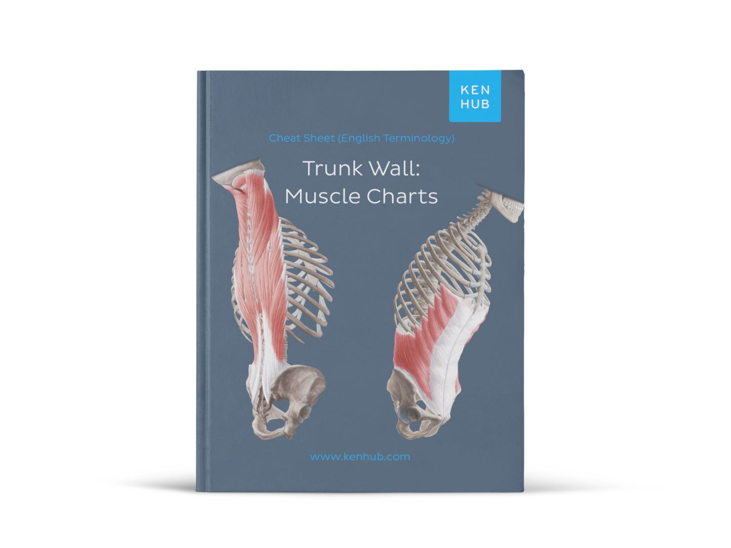 Trunk Wall: Muscle Charts (English Terminology)