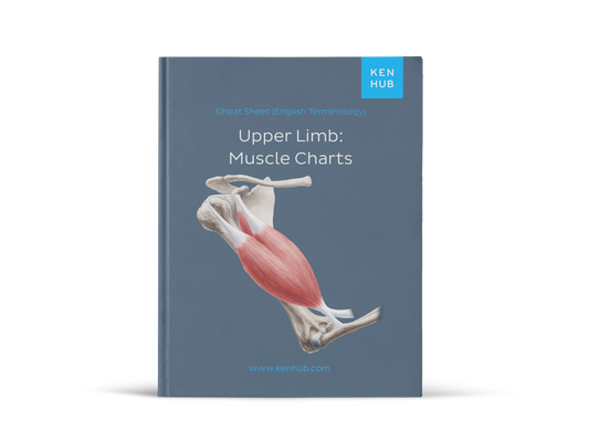 Upper Extremity: Muscle Charts (English Terminology)
