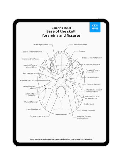 Head & Neck: Coloring Pages
