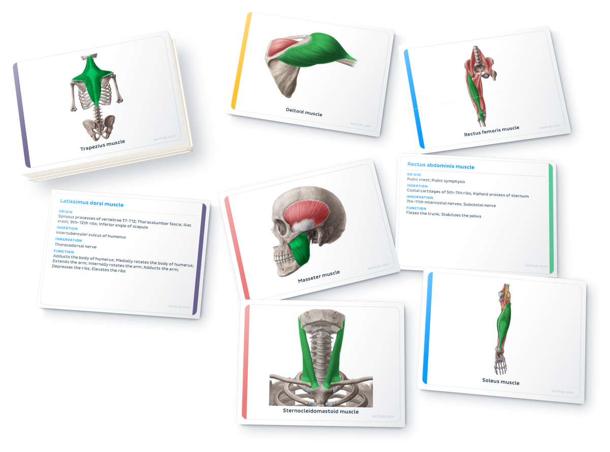 Flashcards de anatomía: Músculos