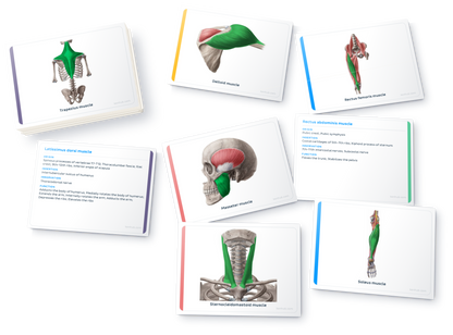 Flashcards de anatomía: Músculos