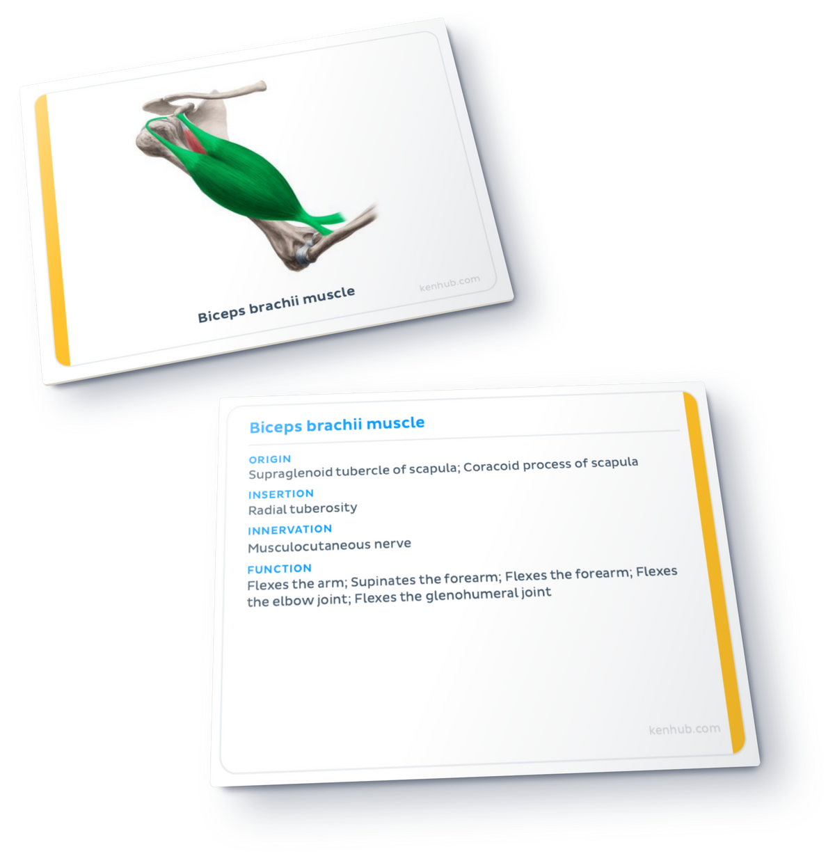 Flashcards de anatomía: Músculos