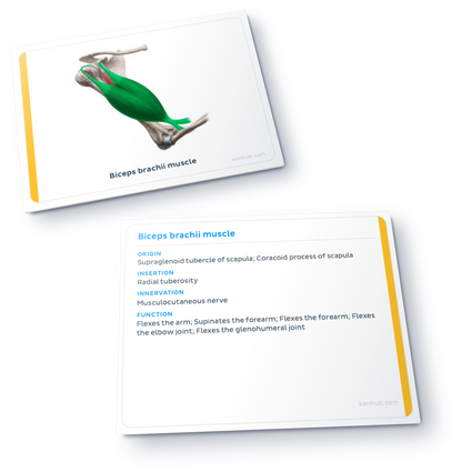Flashcards de anatomía: Músculos